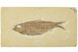 Detailed Fossil Fish (Knightia) - Wyoming #227431-1
